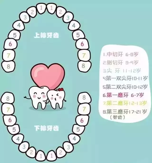 寶寶換牙最全攻略,換牙期家長必須注意的問題,附換牙時間表