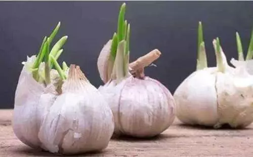 發芽的洋蔥、生薑、紅薯、大蒜究竟能不能吃?專家告訴你答案!