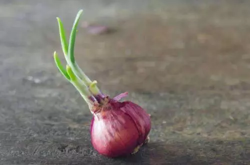 發芽的洋蔥、生薑、紅薯、大蒜究竟能不能吃?專家告訴你答案!
