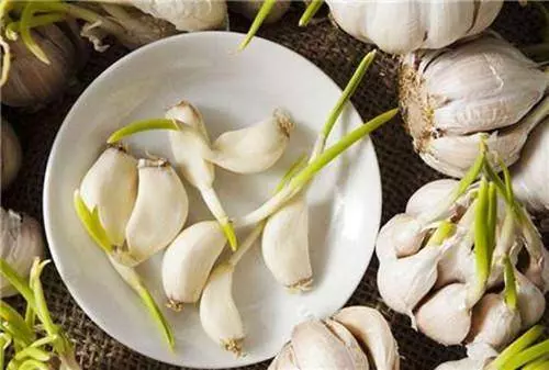 發芽的洋蔥、生薑、紅薯、大蒜究竟能不能吃?專家告訴你答案!