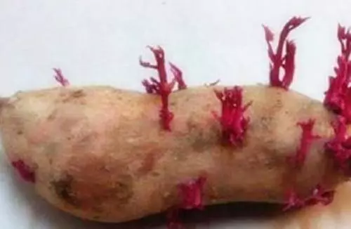 發芽的洋蔥、生薑、紅薯、大蒜究竟能不能吃?專家告訴你答案!