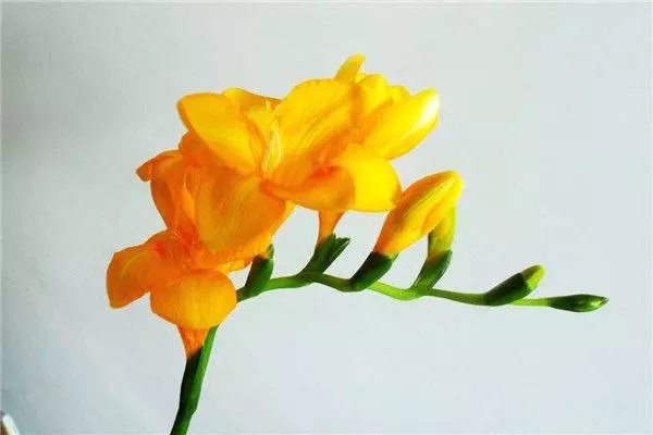 惹不起的三大生肖女,尤其是第一名,天生富貴命,旺夫旺子旺全家