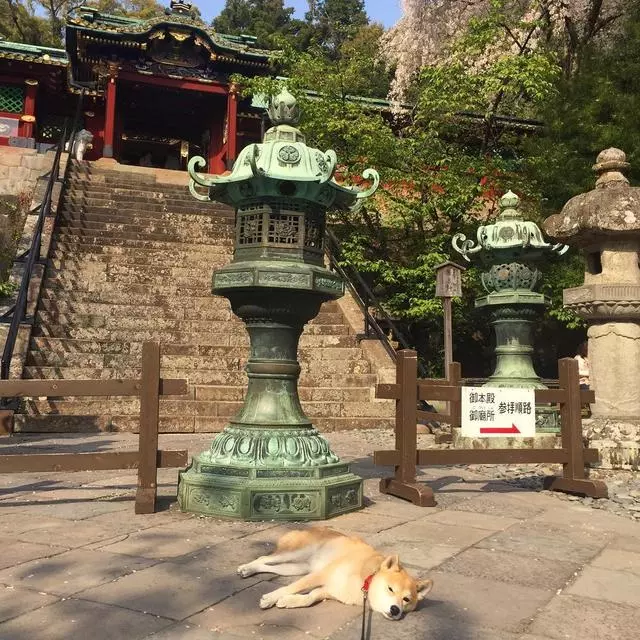 「史上最懶的柴犬」在任何地方都能一秒睡著,主人堅持帶牠旅遊「給牠全部的愛」