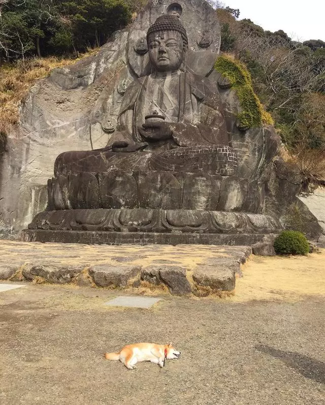 「史上最懶的柴犬」在任何地方都能一秒睡著,主人堅持帶牠旅遊「給牠全部的愛」