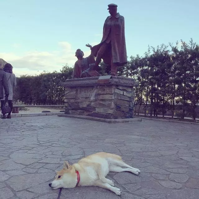 「史上最懶的柴犬」在任何地方都能一秒睡著,主人堅持帶牠旅遊「給牠全部的愛」