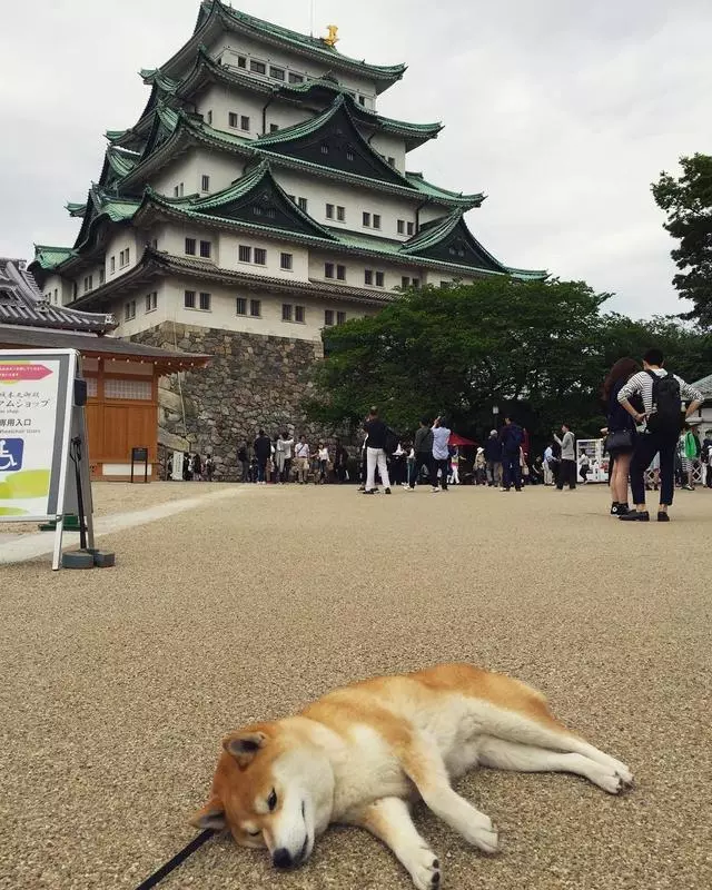 「史上最懶的柴犬」在任何地方都能一秒睡著,主人堅持帶牠旅遊「給牠全部的愛」