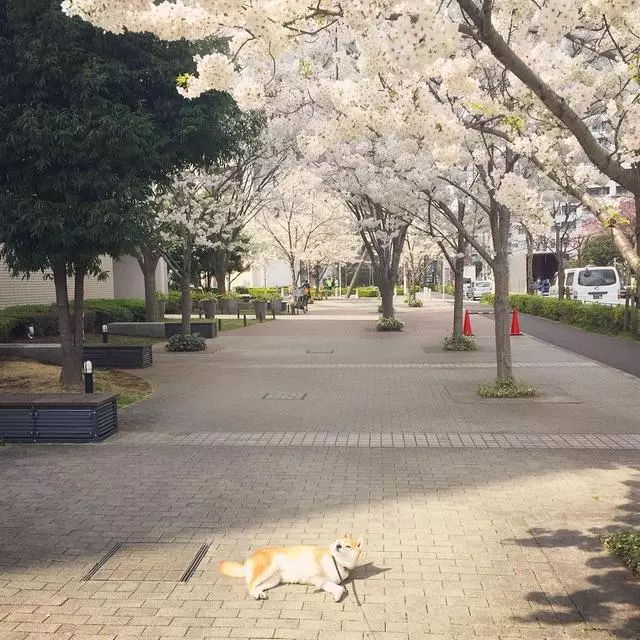 「史上最懶的柴犬」在任何地方都能一秒睡著,主人堅持帶牠旅遊「給牠全部的愛」