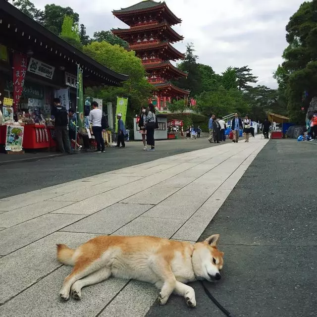 「史上最懶的柴犬」在任何地方都能一秒睡著,主人堅持帶牠旅遊「給牠全部的愛」