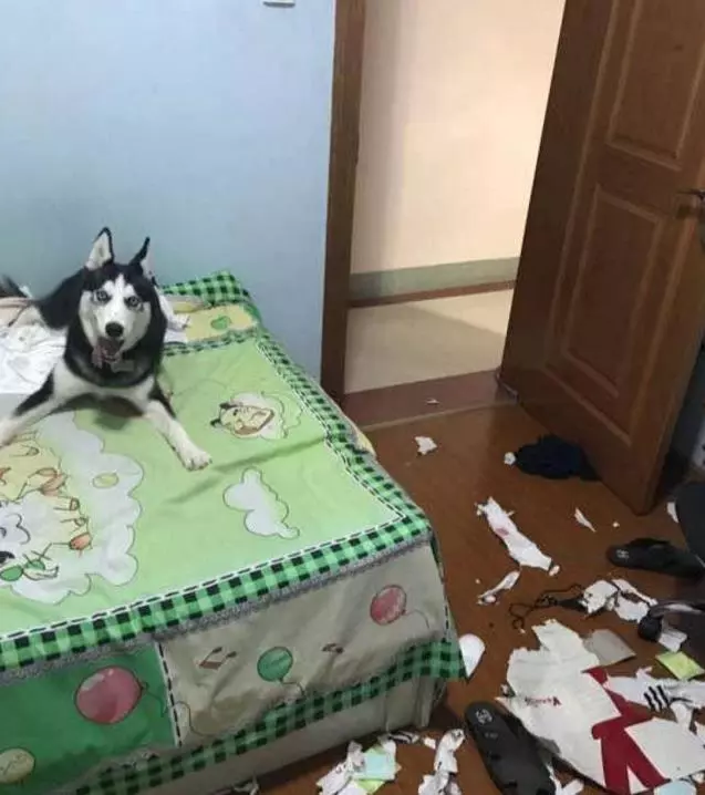阿拉斯加剃毛變「小毛驢」憤怒拆家,主人魔性崩潰大笑:不就是給你剃毛了嗎