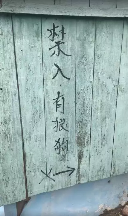 「內有狼狗禁入...」路人險嚇到 牠「犀利眼神+短尾搖搖」:我超兇的喔