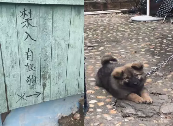 「內有狼狗禁入...」路人險嚇到 牠「犀利眼神+短尾搖搖」:我超兇的喔