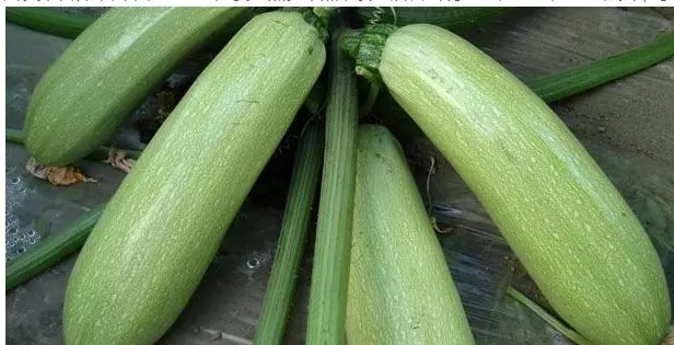 醫生忠告:4蔬菜不能吃,吃越多癌細胞越喜歡,可惜很多人還吃
