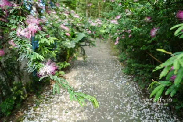 雪白桐花小徑 賞花賞湖悠閒不擠人!