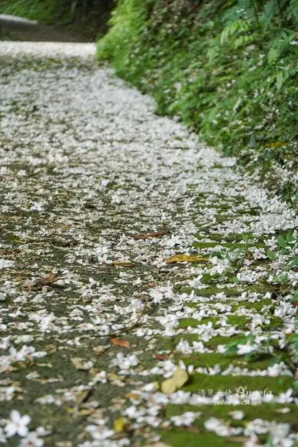 雪白桐花小徑 賞花賞湖悠閒不擠人!