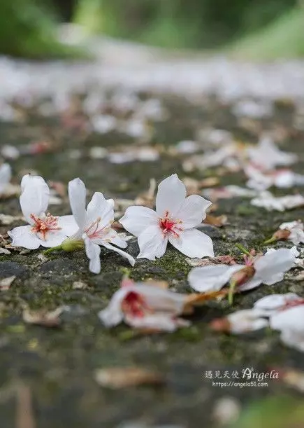 雪白桐花小徑 賞花賞湖悠閒不擠人!