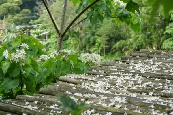 雪白桐花小徑 賞花賞湖悠閒不擠人!