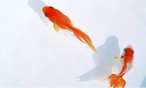 家居風水禁忌,小心了!家裡的一種東西會讓你越來越窮,還好扔了!不然易破財 !