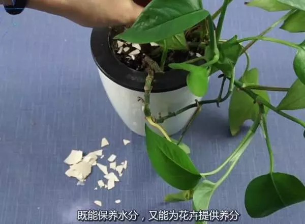 扔雞蛋殼等於扔錢!它的這幾個妙用,超市裡花錢也買不到,快收藏!
