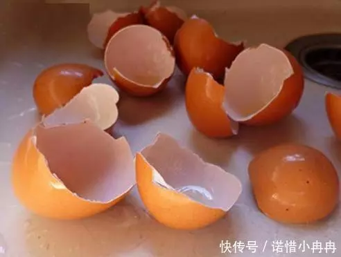 扔雞蛋殼等於扔錢!它的這幾個妙用,超市裡花錢也買不到,快收藏!