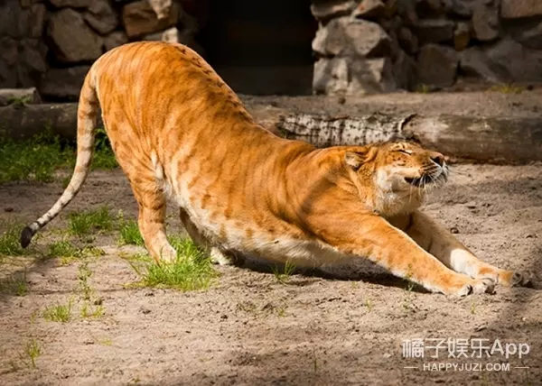 你見過「獅子和老虎」交配出的後代嗎?想不到竟然是這個模樣.....太令人傻眼了!