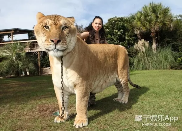 你見過「獅子和老虎」交配出的後代嗎?想不到竟然是這個模樣.....太令人傻眼了!