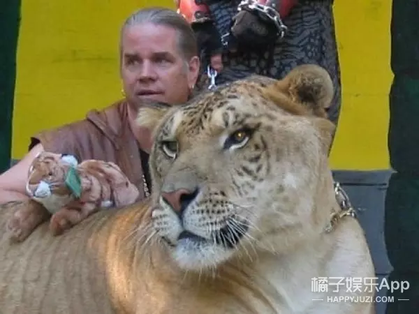 你見過「獅子和老虎」交配出的後代嗎?想不到竟然是這個模樣.....太令人傻眼了!