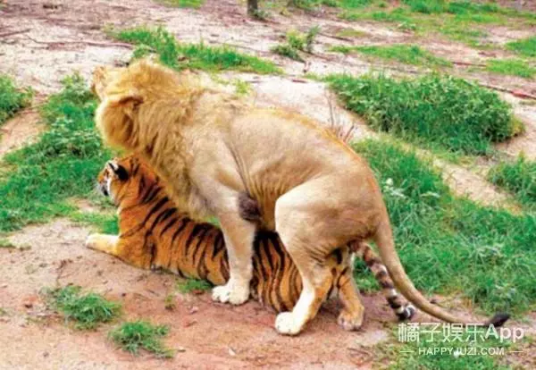 你見過「獅子和老虎」交配出的後代嗎?想不到竟然是這個模樣.....太令人傻眼了!
