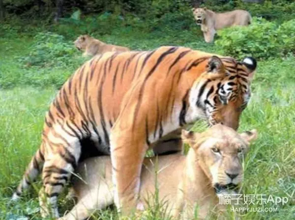你見過「獅子和老虎」交配出的後代嗎?想不到竟然是這個模樣.....太令人傻眼了!