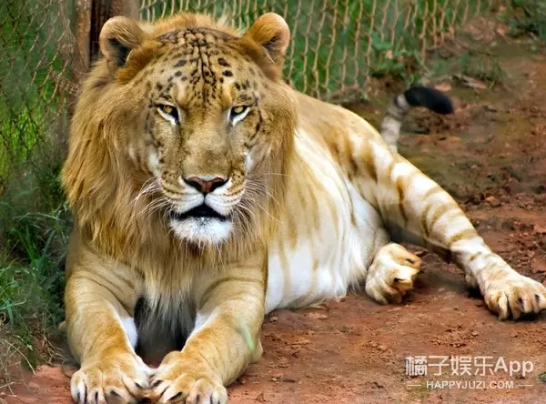 你見過「獅子和老虎」交配出的後代嗎?想不到竟然是這個模樣.....太令人傻眼了!