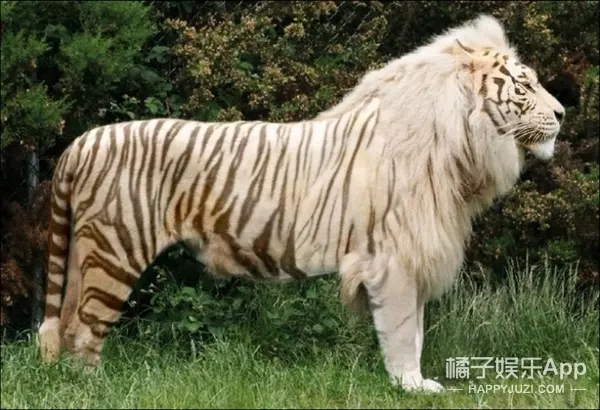 你見過「獅子和老虎」交配出的後代嗎?想不到竟然是這個模樣.....太令人傻眼了!