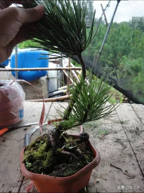 徒長枝如何處理?瞭解「犧牲枝」在盆景創作時的實操應用方式!