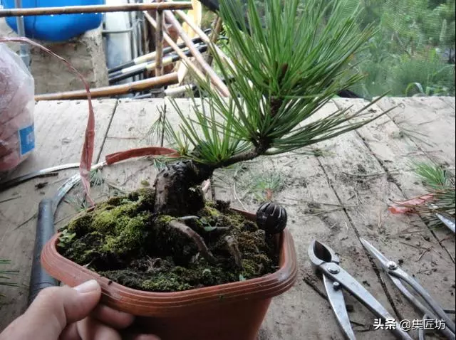 徒長枝如何處理?瞭解「犧牲枝」在盆景創作時的實操應用方式!