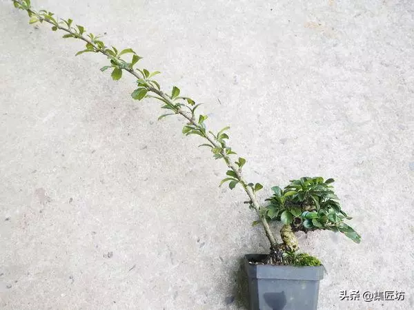 徒長枝如何處理?瞭解「犧牲枝」在盆景創作時的實操應用方式!