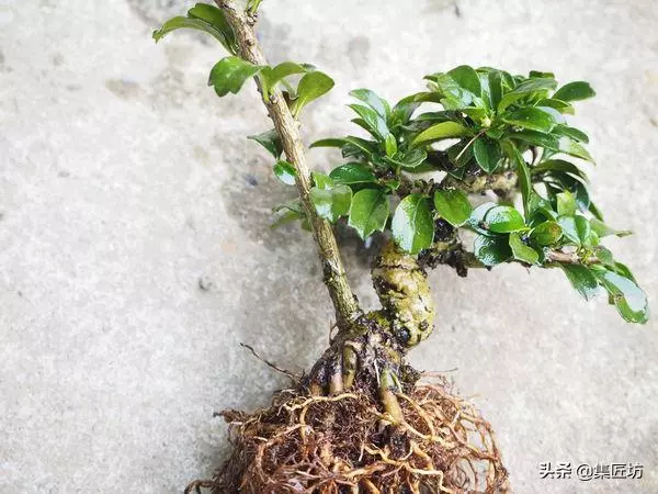 徒長枝如何處理?瞭解「犧牲枝」在盆景創作時的實操應用方式!