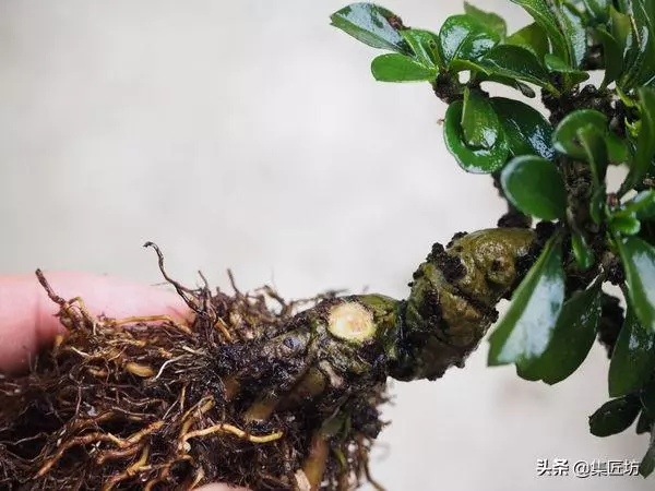 徒長枝如何處理?瞭解「犧牲枝」在盆景創作時的實操應用方式!