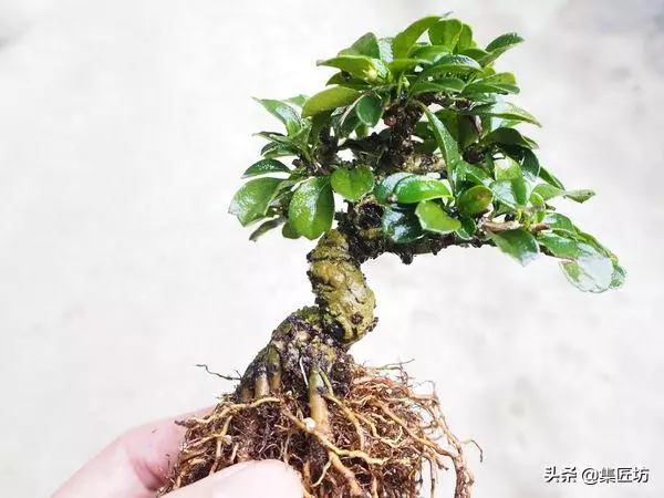徒長枝如何處理?瞭解「犧牲枝」在盆景創作時的實操應用方式!