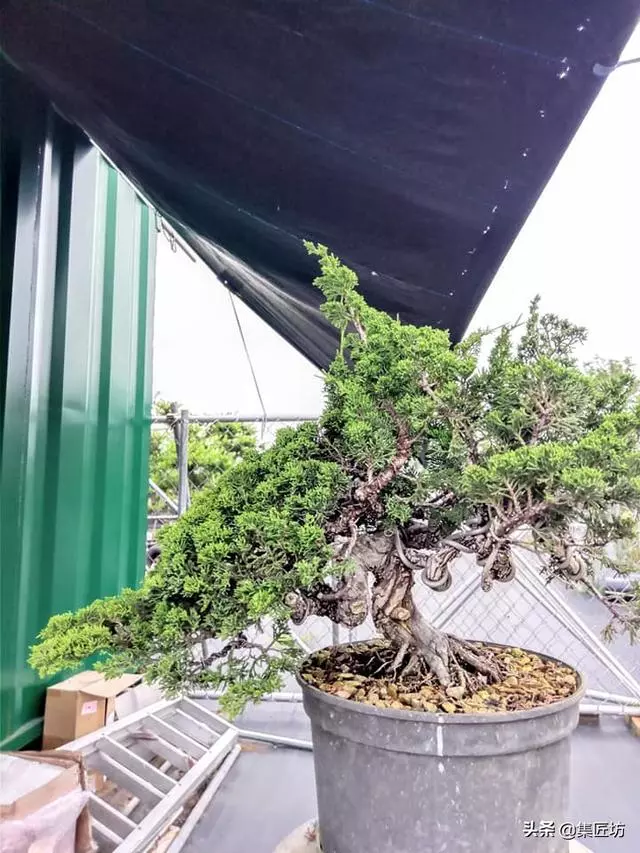 徒長枝如何處理?瞭解「犧牲枝」在盆景創作時的實操應用方式!