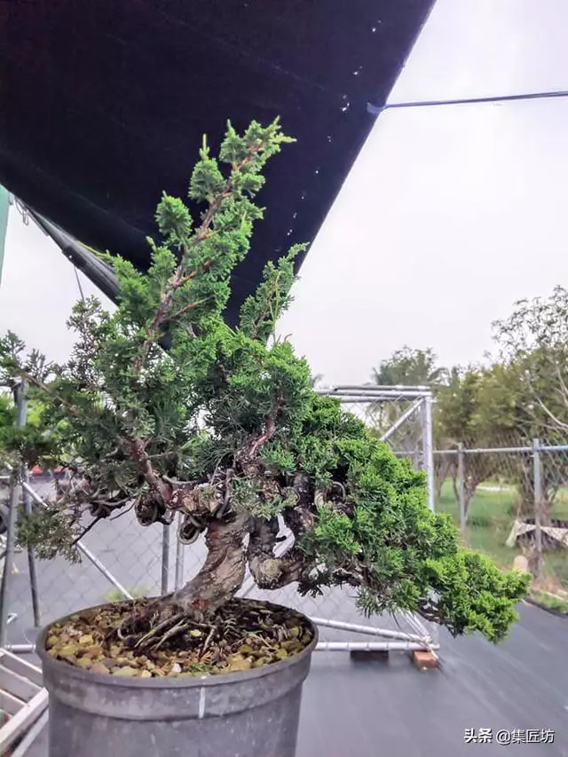 徒長枝如何處理?瞭解「犧牲枝」在盆景創作時的實操應用方式!