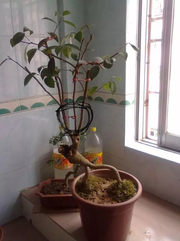 茶花盆景製作簡單過程,輕輕鬆松就能搞定!