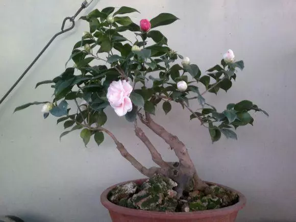 茶花盆景製作簡單過程,輕輕鬆松就能搞定!