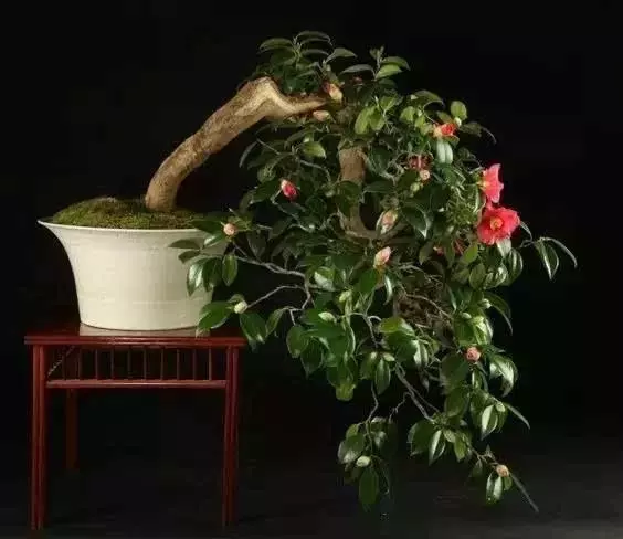 茶花盆景製作簡單過程,輕輕鬆松就能搞定!