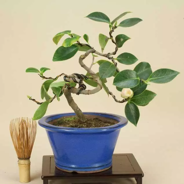 茶花盆景製作簡單過程,輕輕鬆松就能搞定!