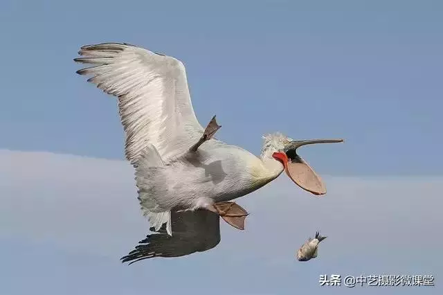 不許笑!這是一場嚴肅的攝影比賽