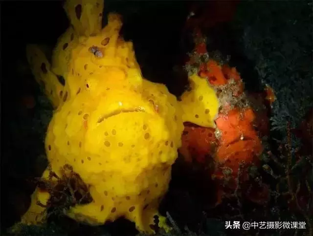 不許笑!這是一場嚴肅的攝影比賽