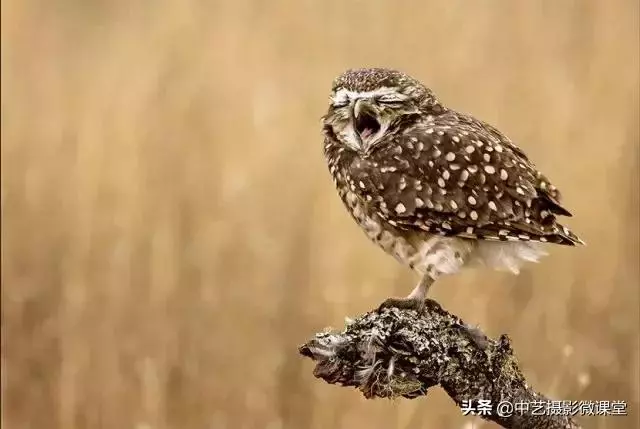 不許笑!這是一場嚴肅的攝影比賽