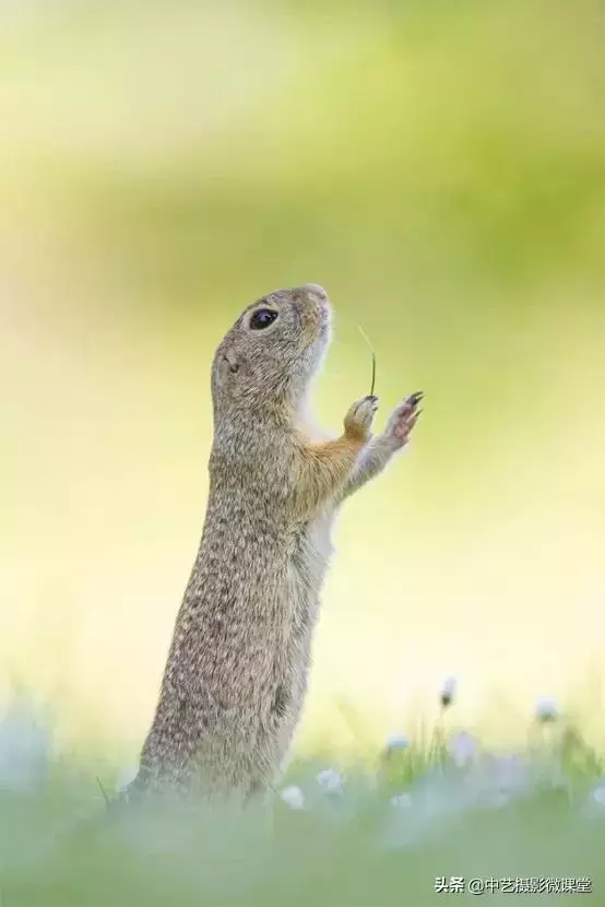 不許笑!這是一場嚴肅的攝影比賽