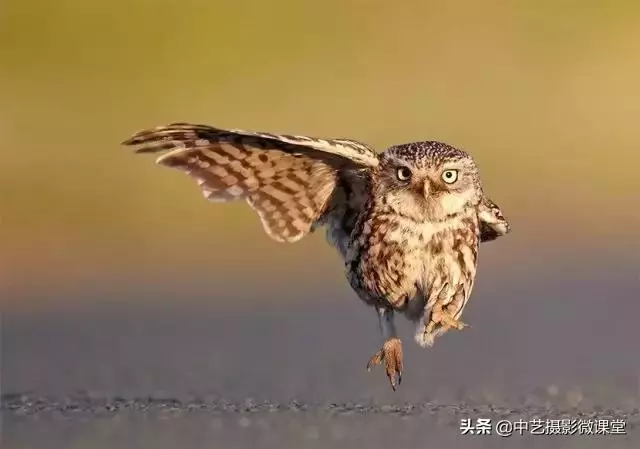 不許笑!這是一場嚴肅的攝影比賽