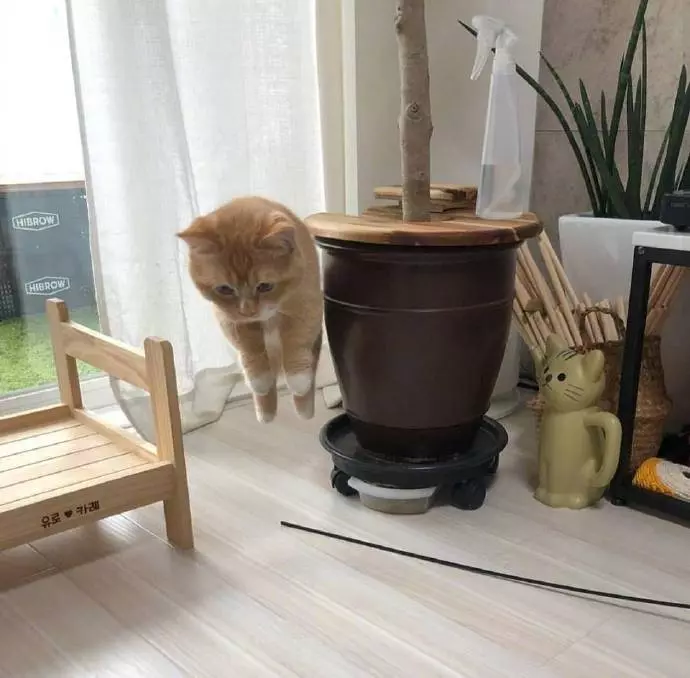 看我飛高高~ 他拍下主子一系列「起飛瞬間」照片 網驚:這是什麼法術?