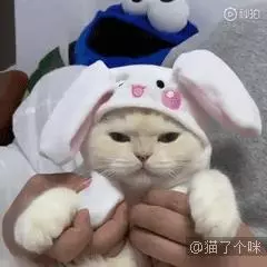 看我飛高高~ 他拍下主子一系列「起飛瞬間」照片 網驚:這是什麼法術?