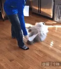 看我飛高高~ 他拍下主子一系列「起飛瞬間」照片 網驚:這是什麼法術?